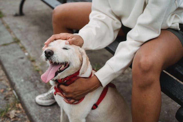 why dogs lick their paws