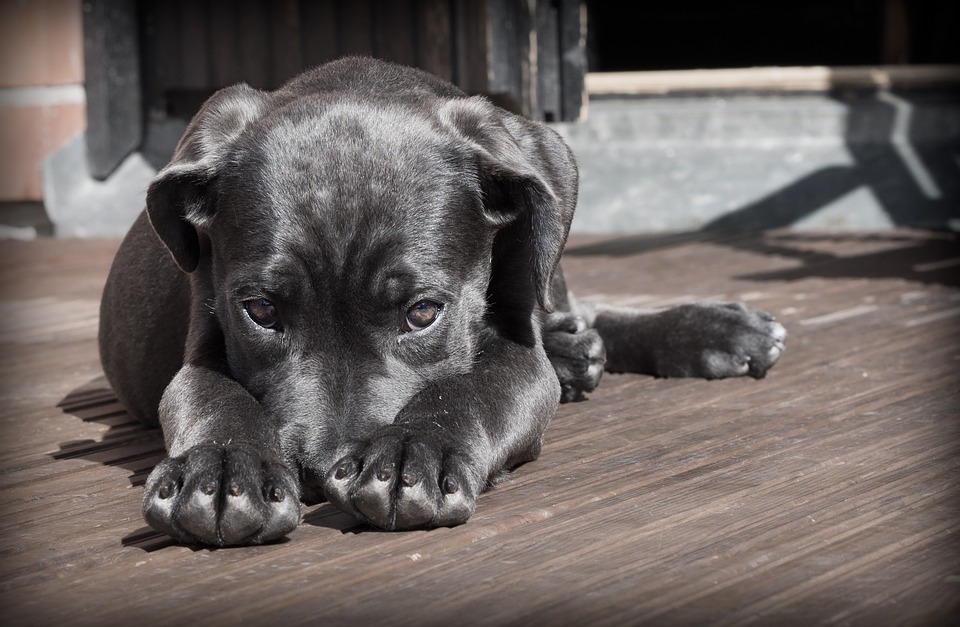 Dealing with dog anxiety