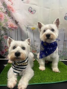 Freshly groomed dog at PawPals in Bassendean looking clean and happy
