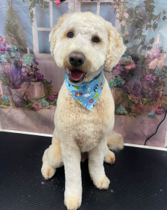Happy dog after grooming at PawPals in Perth