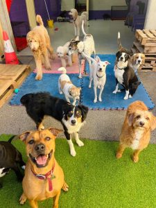 Group of happy dogs socialising at PawPals doggy daycare in Perth
