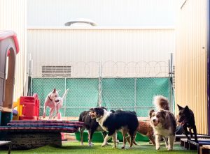 Dogs playing together at PawPals doggy daycare in Perth