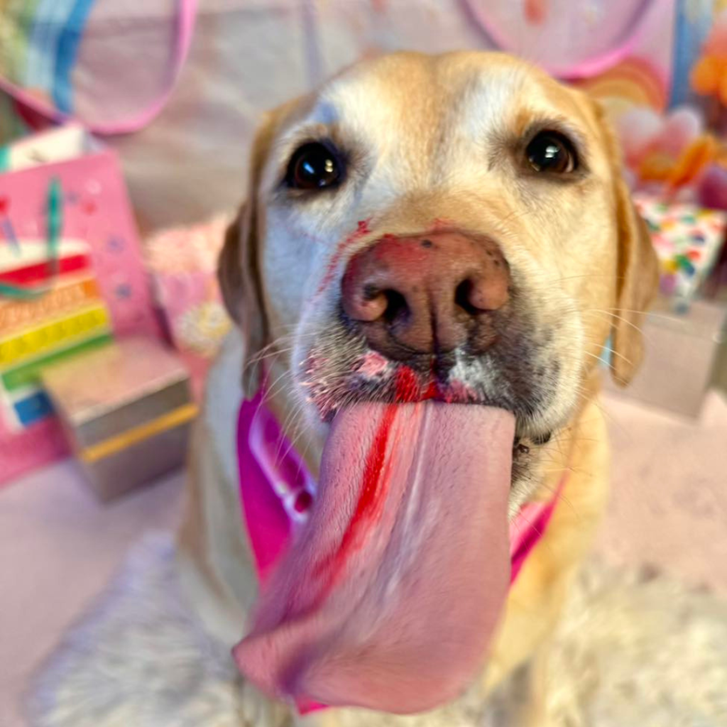 dog birthday at pawpals