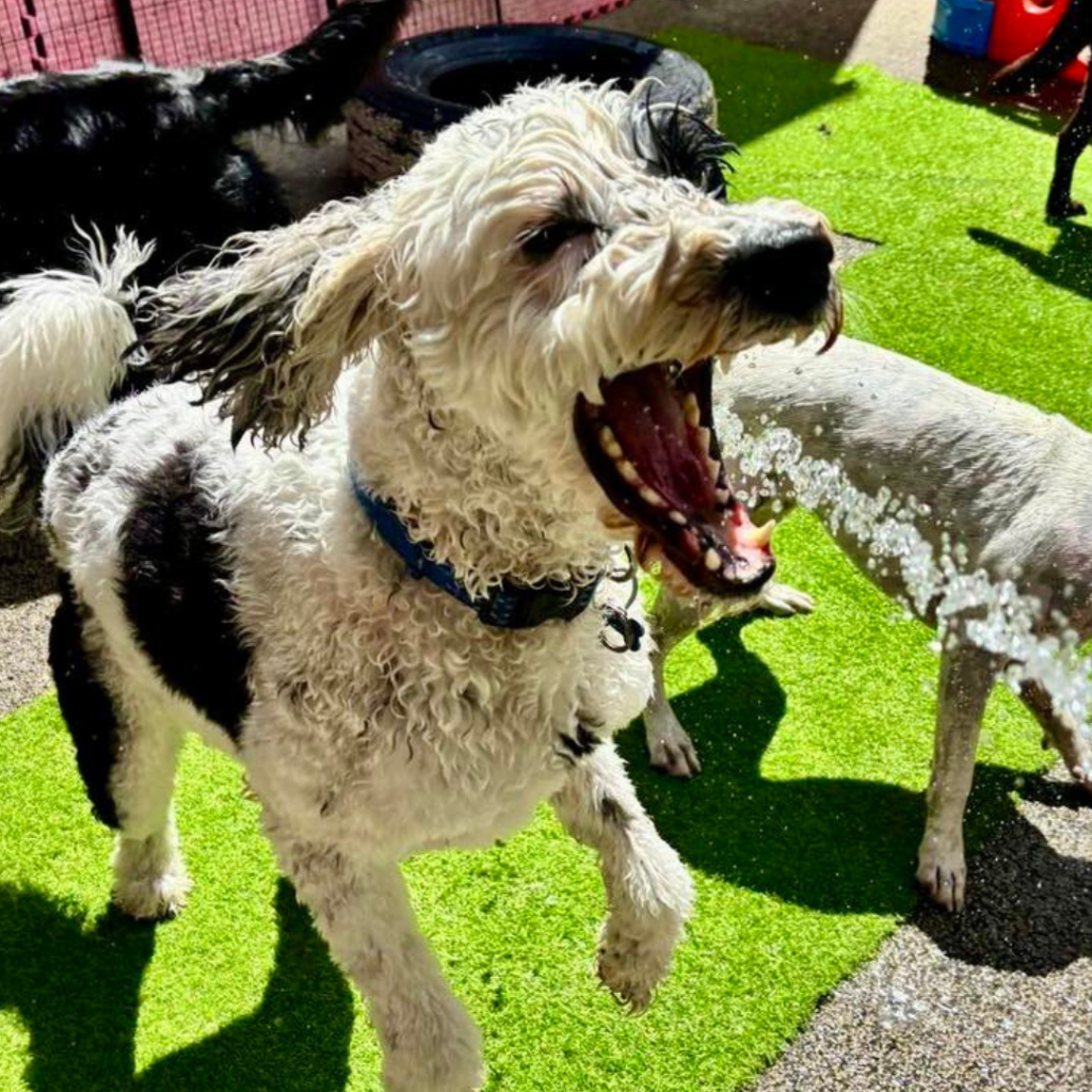 Happy dog at doggy daycare